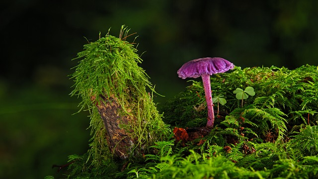 Jak usunąć farbę olejną z karoserii?