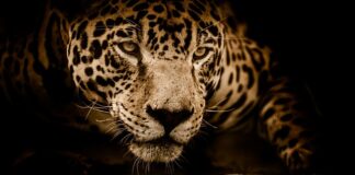 Ile pali Jaguar XF Diesel?