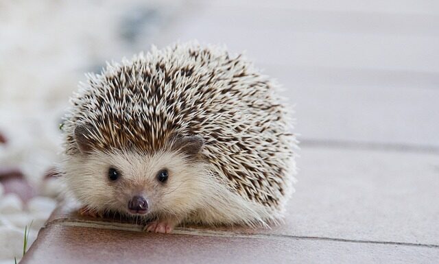 Jakie kołki do wieszania lustra?