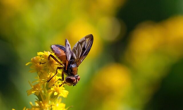 Co to znaczy faza lustra?