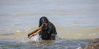 Ile bierze firma za sprowadzenie auta z USA?