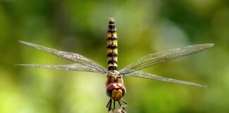 Co daje większa średnica wydechu?