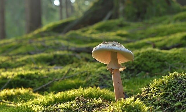 Czy lustro może spowodować pożar?