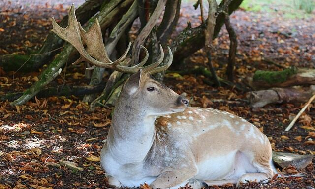 Jak się sika na stojąco?