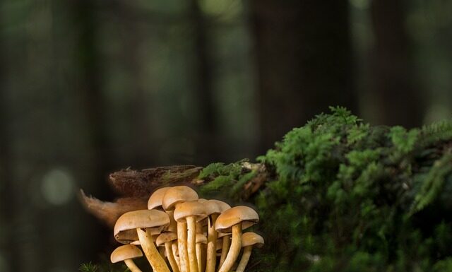 Czy listwy przypodłogowe są konieczne?