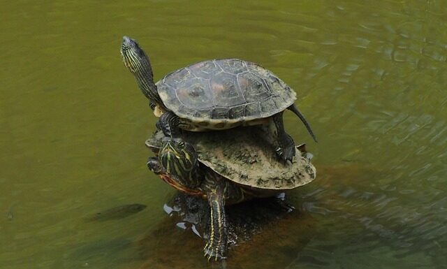 Jak Nakładać rozpuszczalnik?